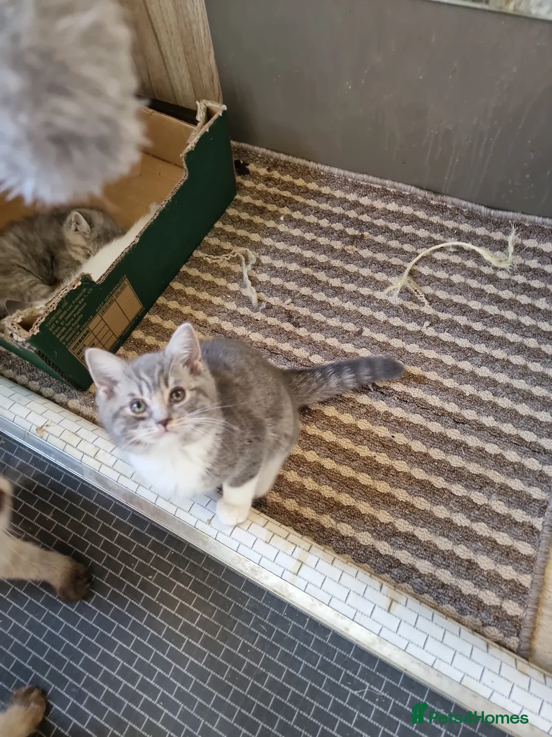 British Shorthair cats for sale: Beautiful British shirthair ready for loving home - Advert 15