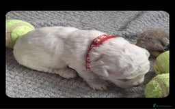 Bichon Frise dogs for sale: Beautiful Bichon Frise Litter 3M/1F – Puppy Pack - Image 2