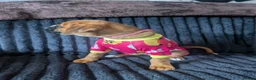 Boxer dogs for sale: Stunning boxer puppies  - Advert 17