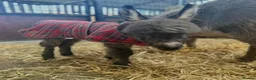 Donkey livestock for sale: Handsome Miniature Mediterranean Jack - Advert 1