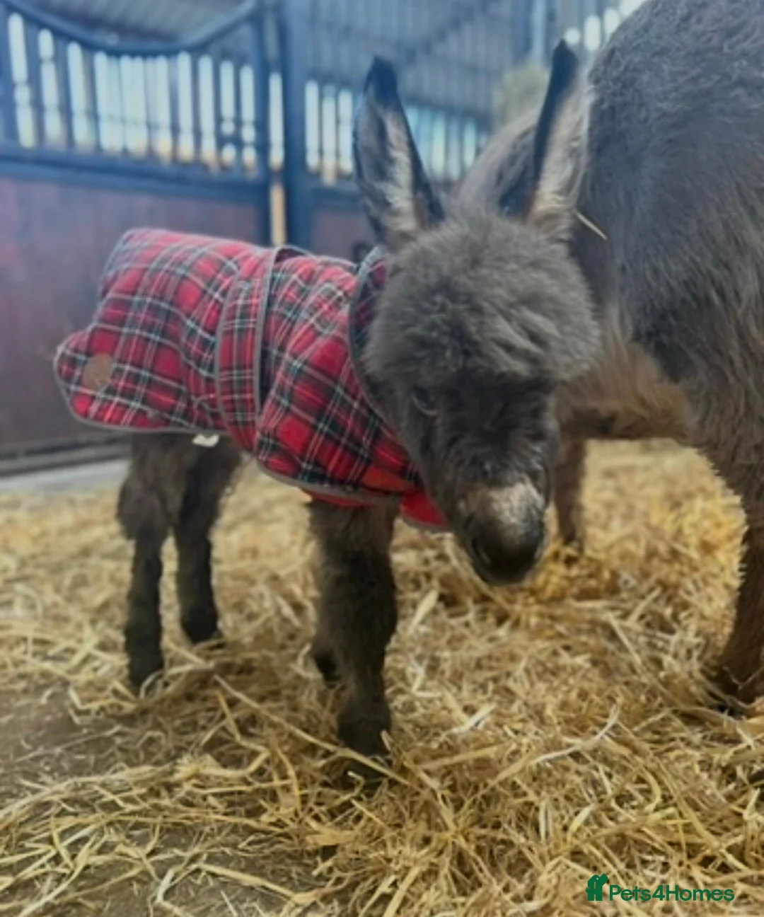 Donkey livestock for sale: Handsome Miniature Mediterranean Jack - Advert 1