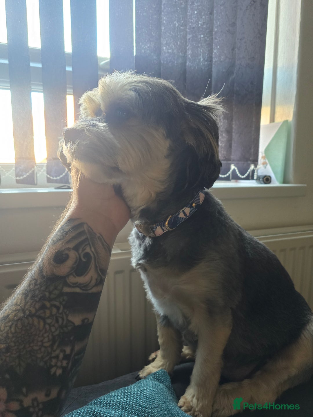 Mixed Breed dogs for sale: Shorkie cross lhasa apso pups - Advert 14