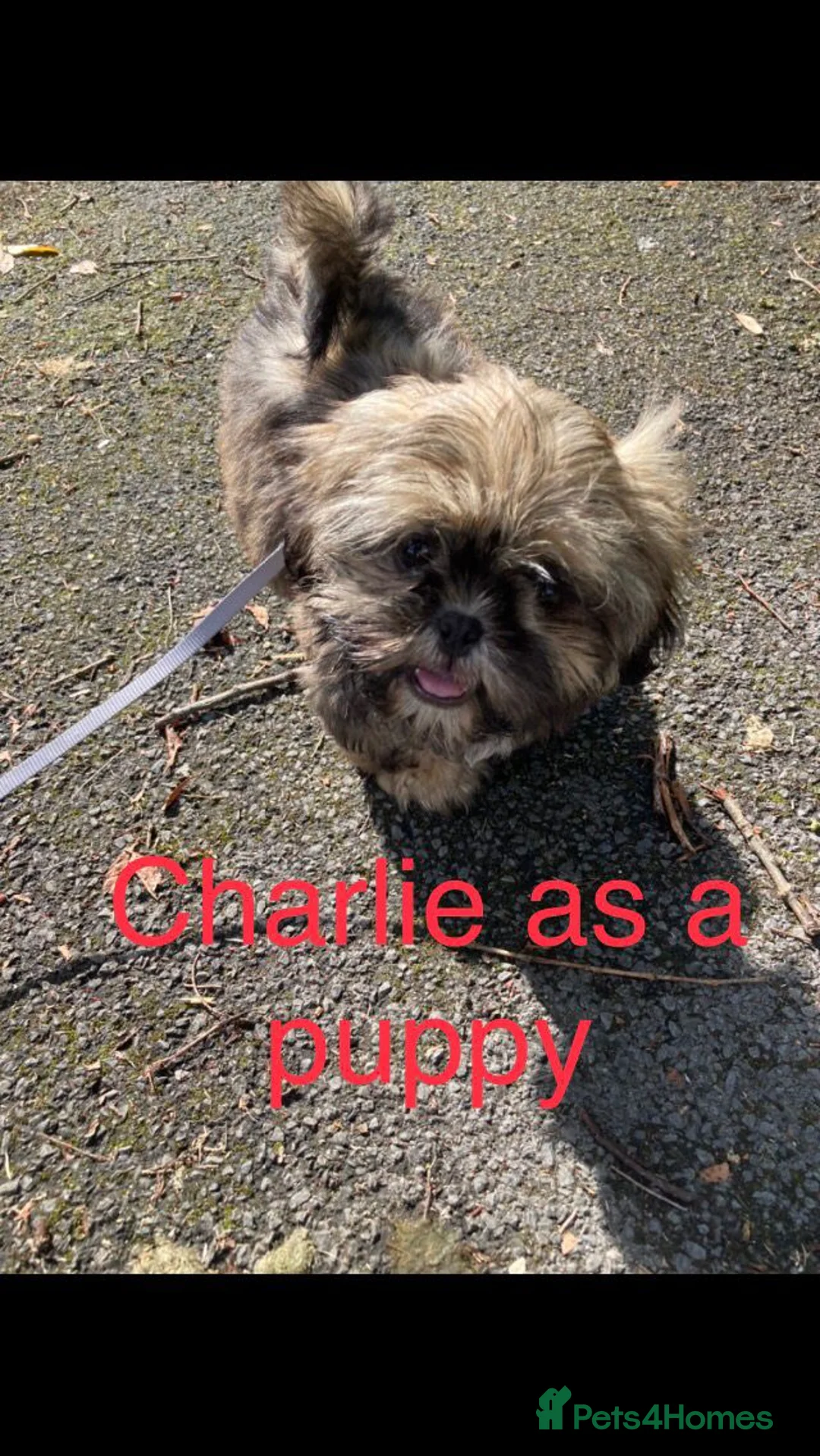 Shih Tzu dogs for stud: 5th Generation KC reg Shihtzu *STUD* in Llanfairpwllgwyngyll - Advert 6