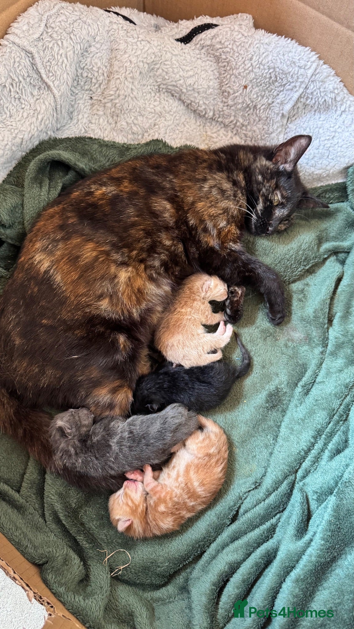 Mixed Breed cats Farm Kittens for Sale  - Advert 4