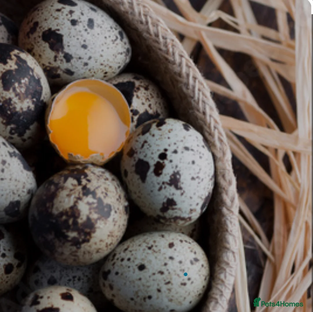 Quail poultry for sale: English White and Estonian breed quail  - Advert 9