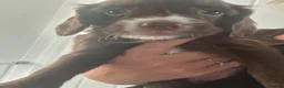 Sprocker dogs for sale: Sprocker pups - Advert 24