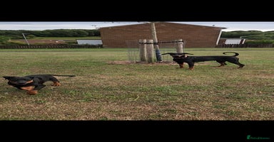 Dobermann dogs in Durham - Advert 7