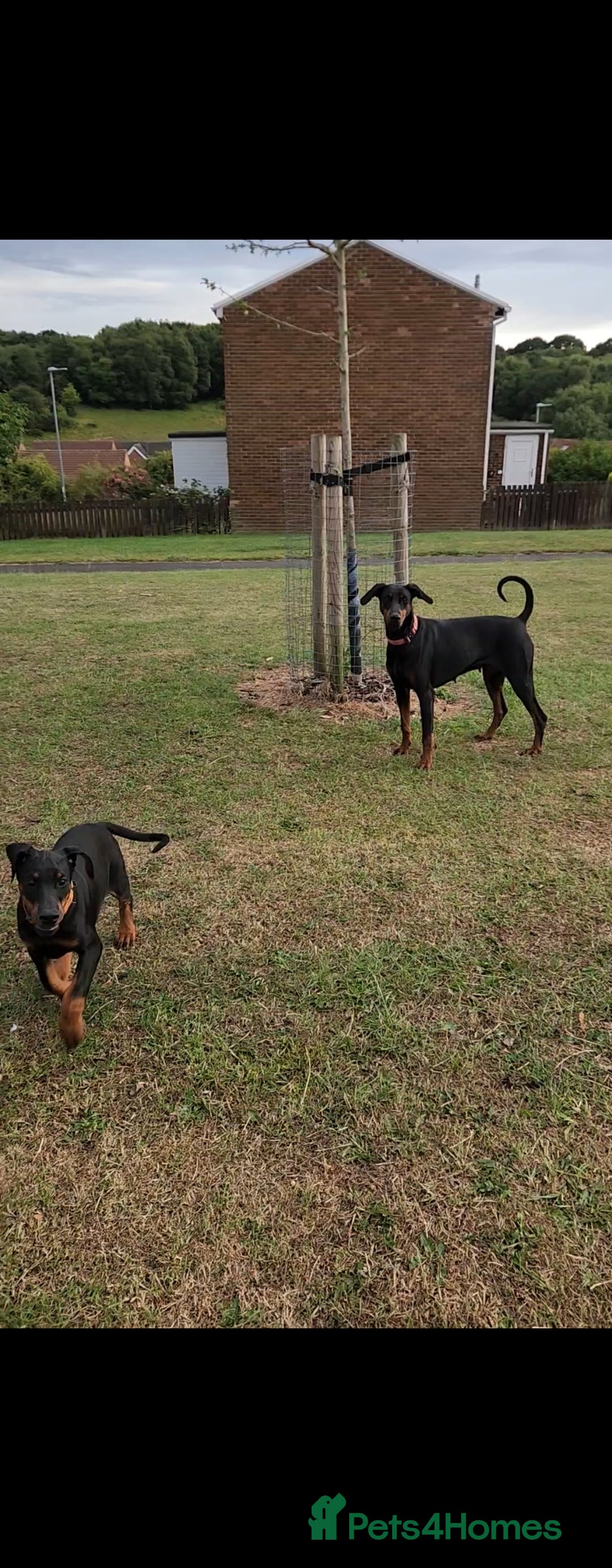Dobermann dogs for sale: 1 Female available kc reg working line dobermann in Durham - Image 12