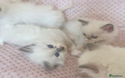 Ragdoll cats for sale: Affectionate, Cuddly, Playful Kittens - Image 11
