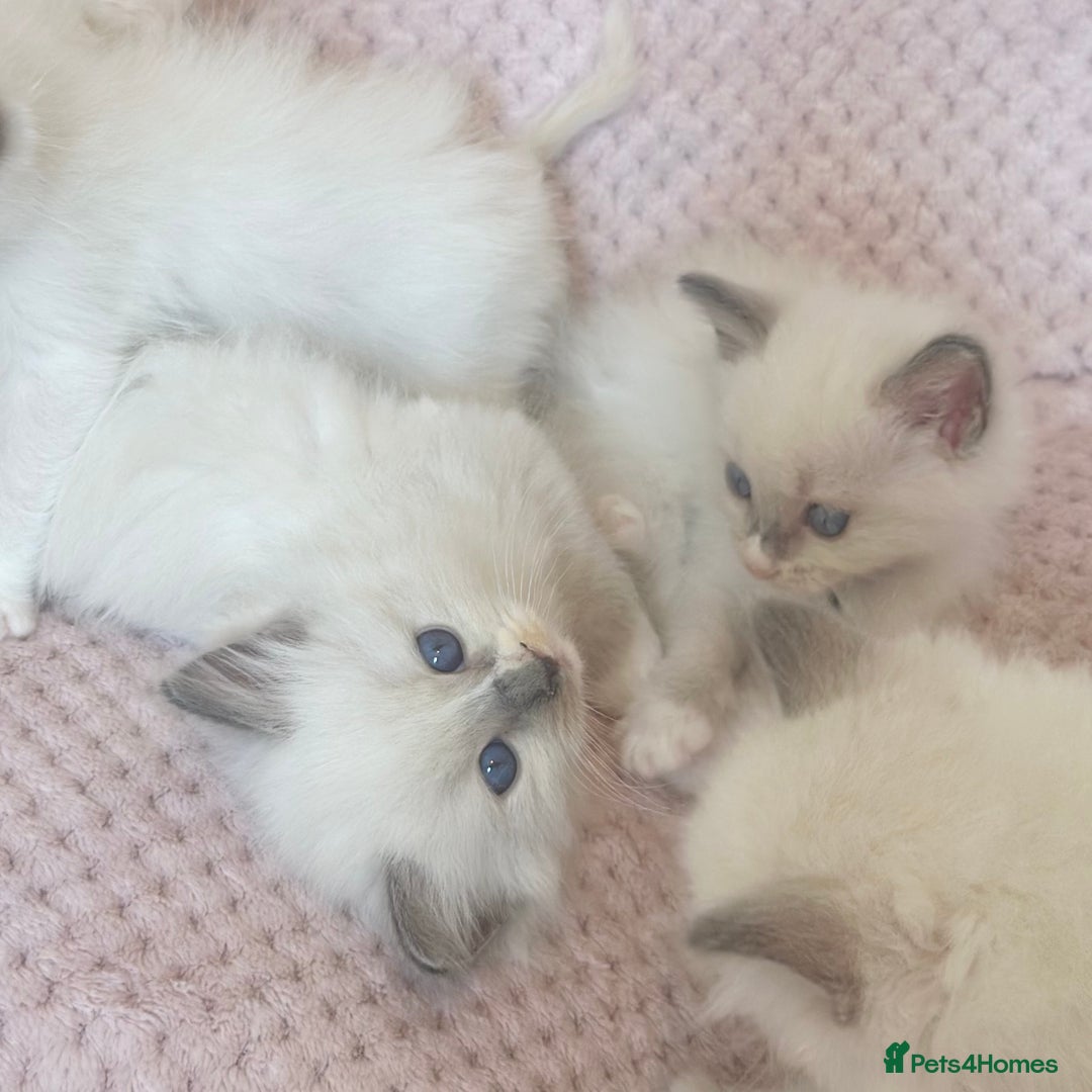 Ragdoll cats for sale: Affectionate, Cuddly, Playful Kittens - Image 11