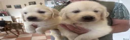 Golden Retriever dogs for sale: CREAM GOLDEN RETRIEVER PUPPIES - Advert 6