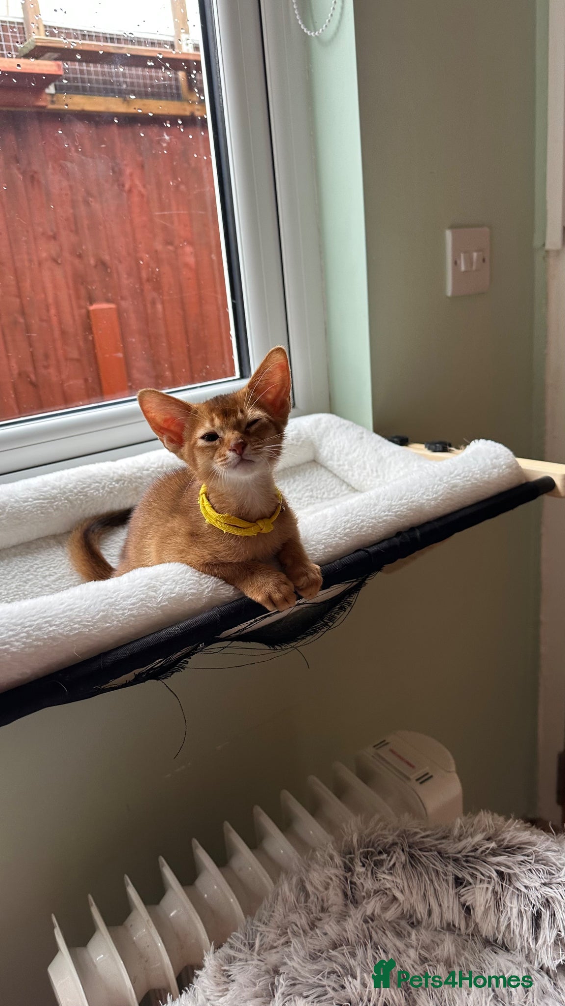 Abyssinian cats for sale: Abyssinian kittens  - Advert 4