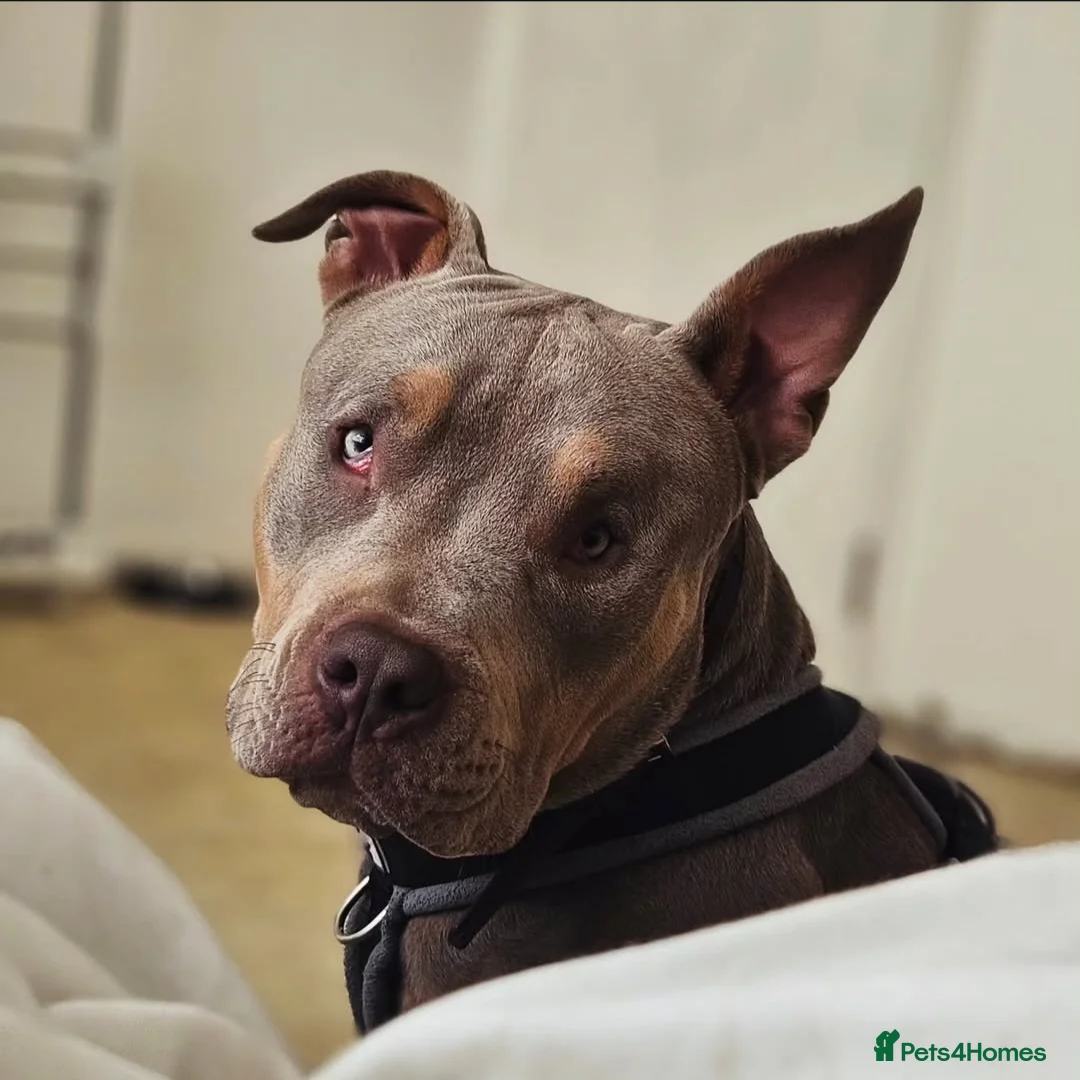 American Bulldog dogs for sale: American Bulldog - Advert 2