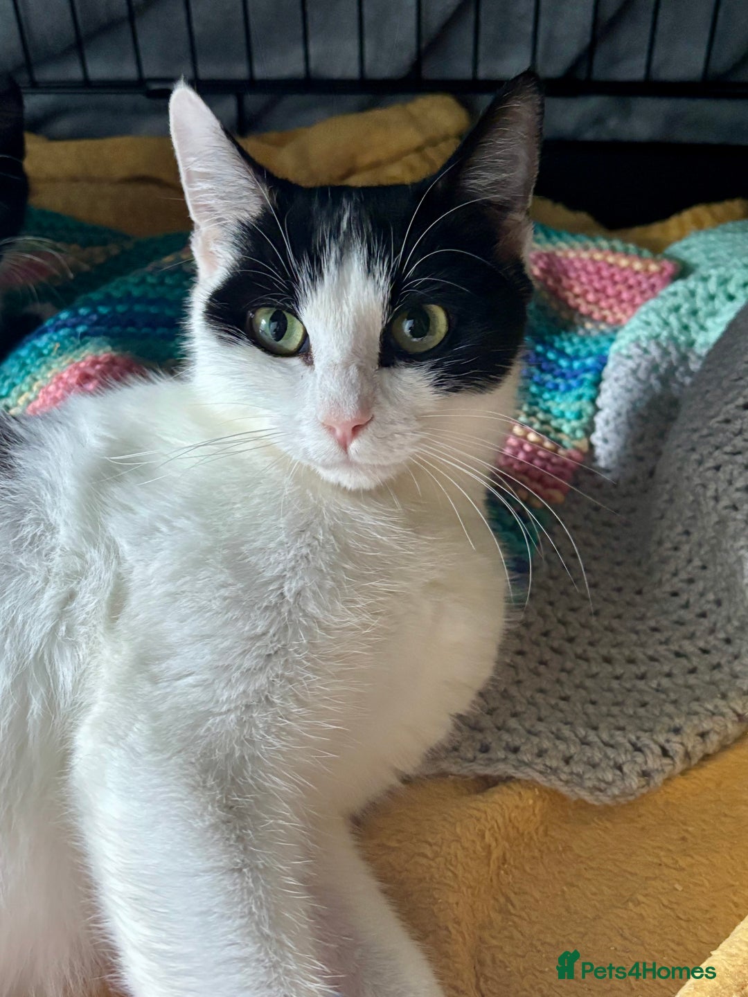 Domestic Shorthair cats for adoption: -Adopt from Cats in Crisis East London  - Image 7