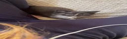 Mixed Breed cats for sale: Black and white kittens  - Advert 9