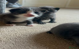 Mixed Breed cats for sale: 7 kittens looking for new home - Image 20