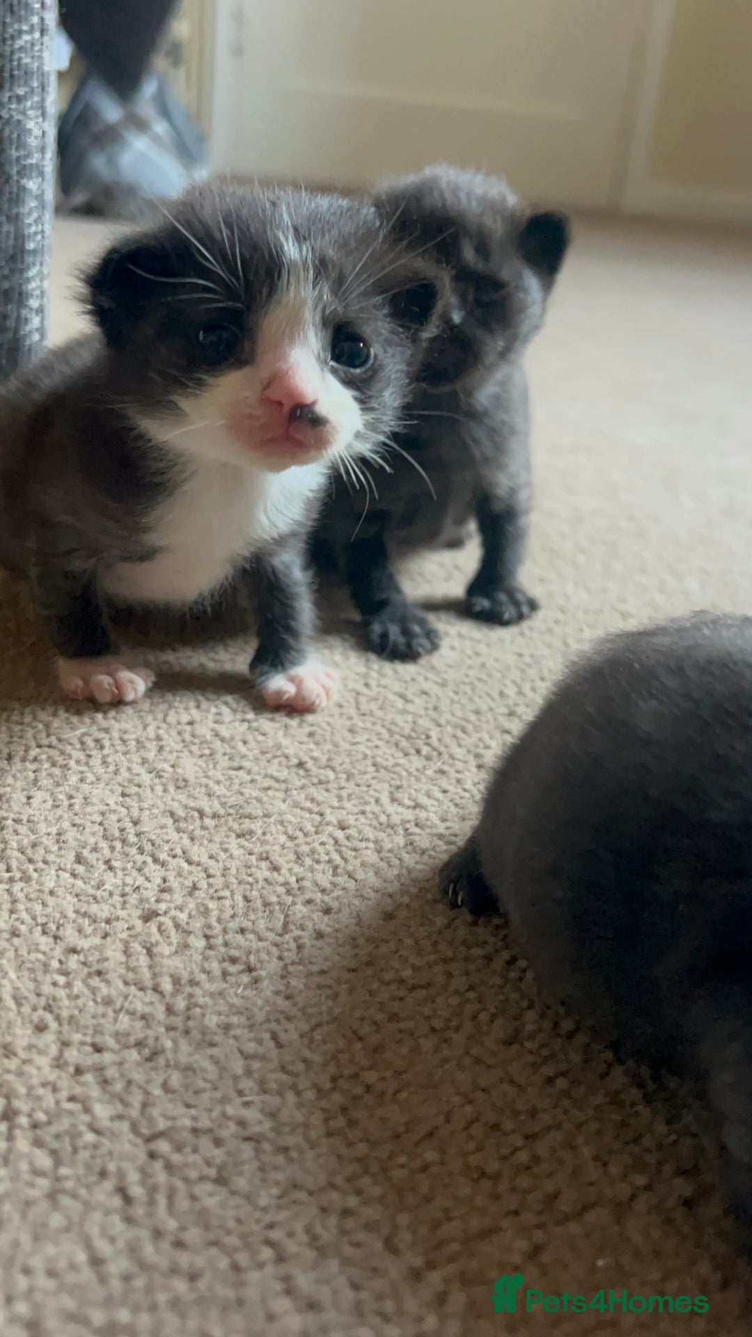 Mixed Breed cats for sale: 7 kittens looking for new home - Image 20