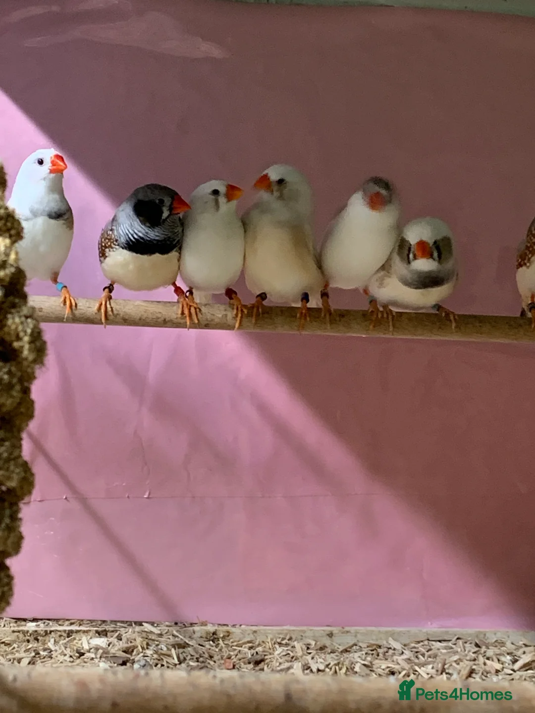 Finches birds for sale: Zebra finches male and female, male diamond dove - Advert 3