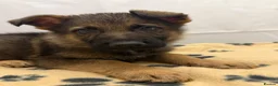 German Shepherd dogs for sale: KC Registered & Health Tested Working Line Puppies - Advert 7