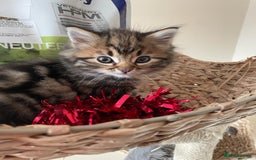 Mixed Breed cats for sale: Fluffy kittens  - Image 12
