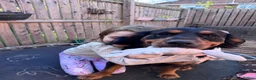 Mixed Breed dogs for sale: Rottweiler cross spaniel  - Advert 1