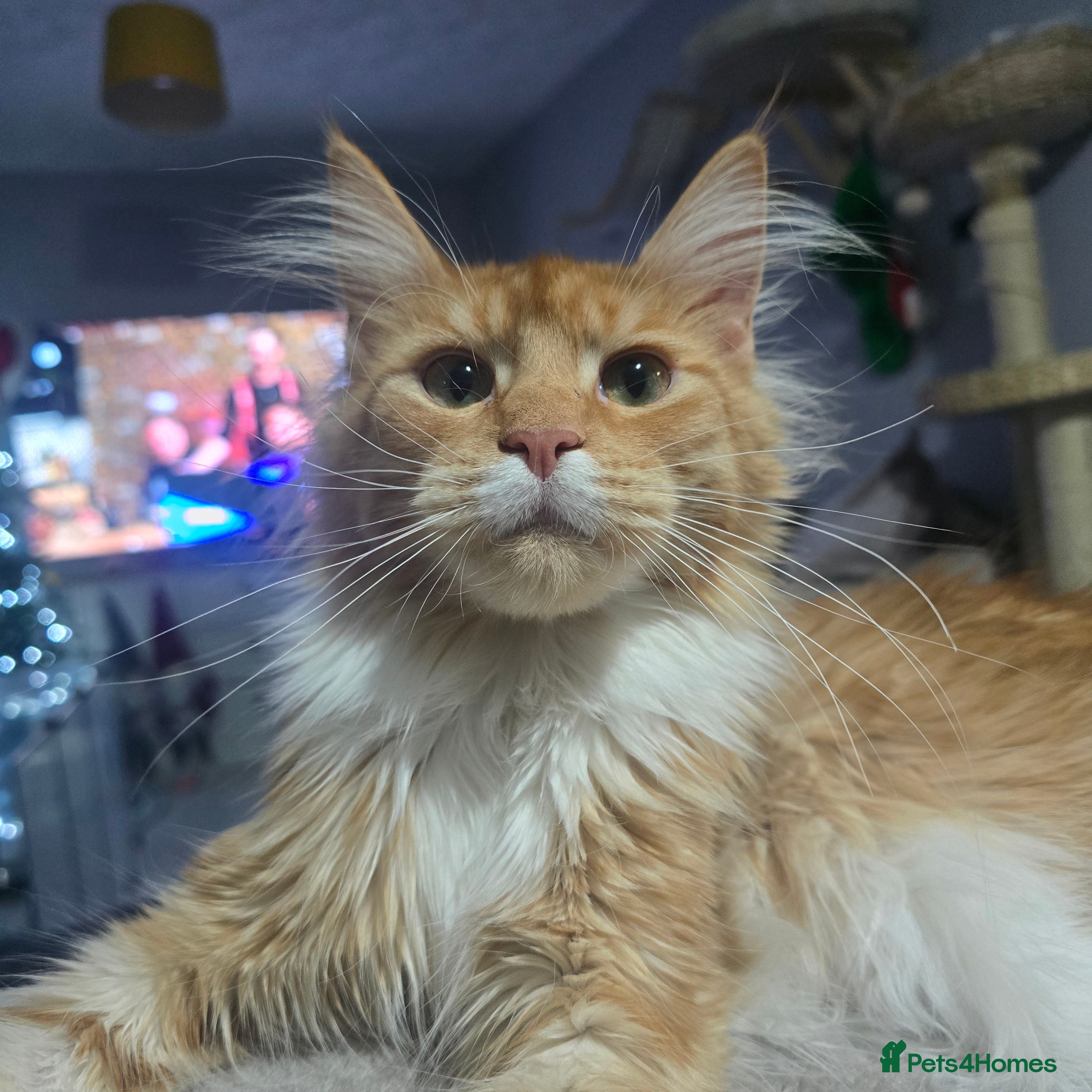 Maine Coon cats 11 month tica active red with white female  - Advert 1