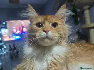 Maine Coon cats 11 month tica active red with white female - Advert 1