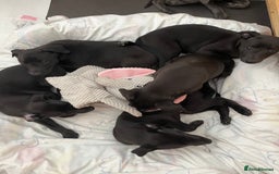 Whippet dogs for sale: 🐾 KC Registered Black Whippet Puppies 🐾 - Image 13
