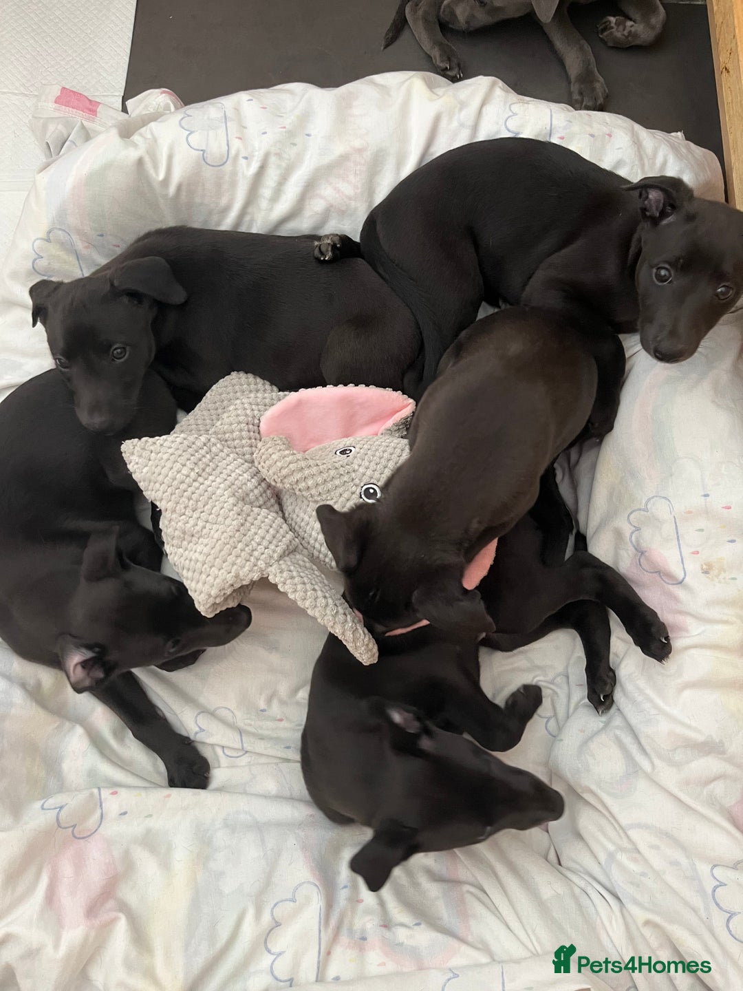 Whippet dogs for sale: 🐾 KC Registered Black Whippet Puppies 🐾 - Image 13
