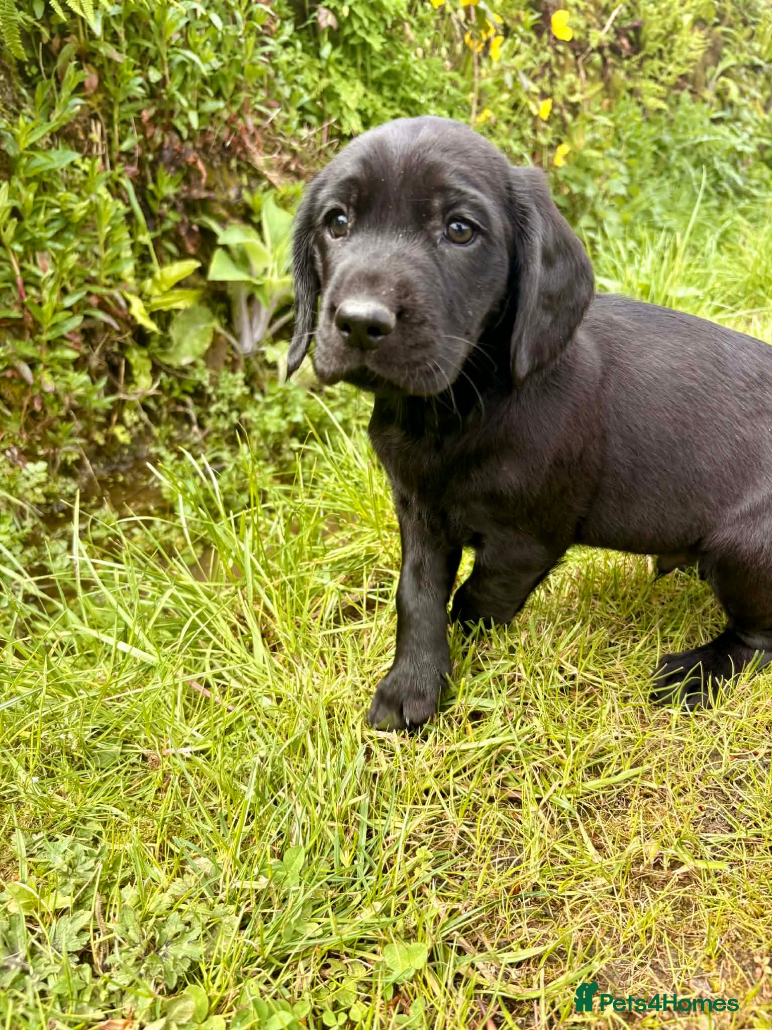 Springador dogs for sale: Spaniel x Labrador puppies  - Advert 8