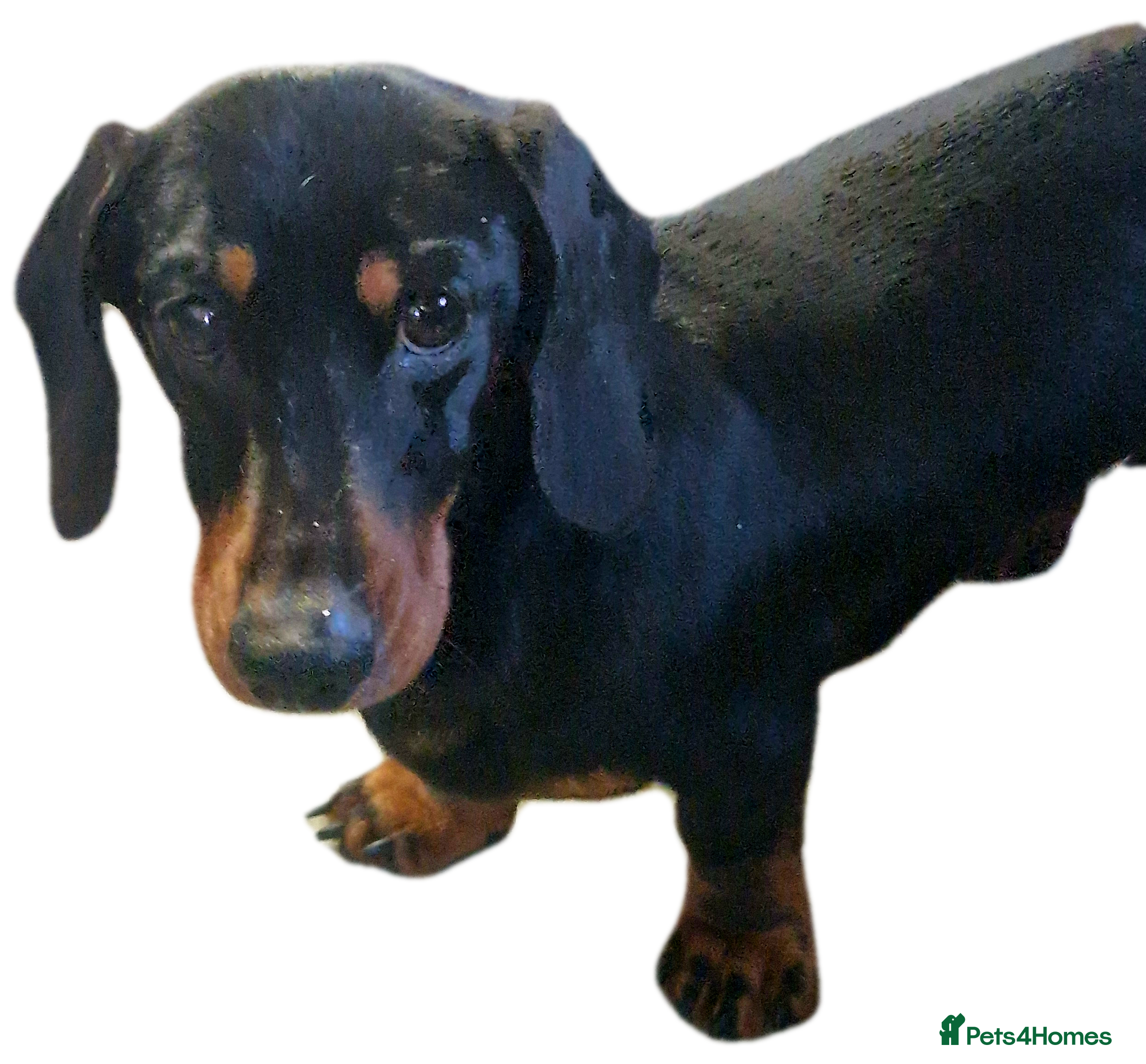 Miniature Dachshund dogs GLYNFELIN JACK MASTER FUNK miniature dachshund in Swansea - Advert 6