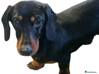 Miniature Dachshund dogs GLYNFELIN JACK MASTER FUNK miniature dachshund in Swansea - Advert 23