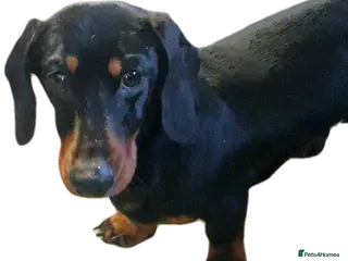 Miniature Dachshund dogs GLYNFELIN JACK MASTER FUNK miniature dachshund in Swansea - Advert 3