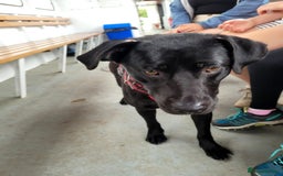 Mixed Breed dogs for sale: Beautiful black male dog  - Image 1