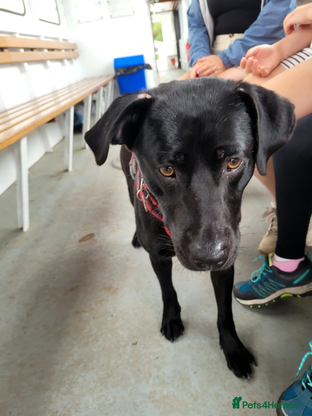 Mixed Breed dogs for sale: Beautiful black male dog  - Image 1
