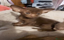 Oriental cats for sale: Full Pedigree Oriental 3 Kittens XL size ears GCCF - Image 1