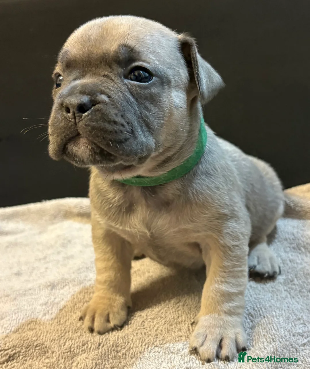 Mixed Breed dogs for sale: Frenchie mix - Advert 17