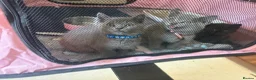 British Shorthair cats for sale: British Shorthair kittens  - Advert 12