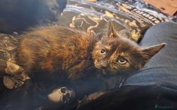 Mixed Breed cats for sale: Adorable Kittens Looking for Their Forever Homes - Image 2