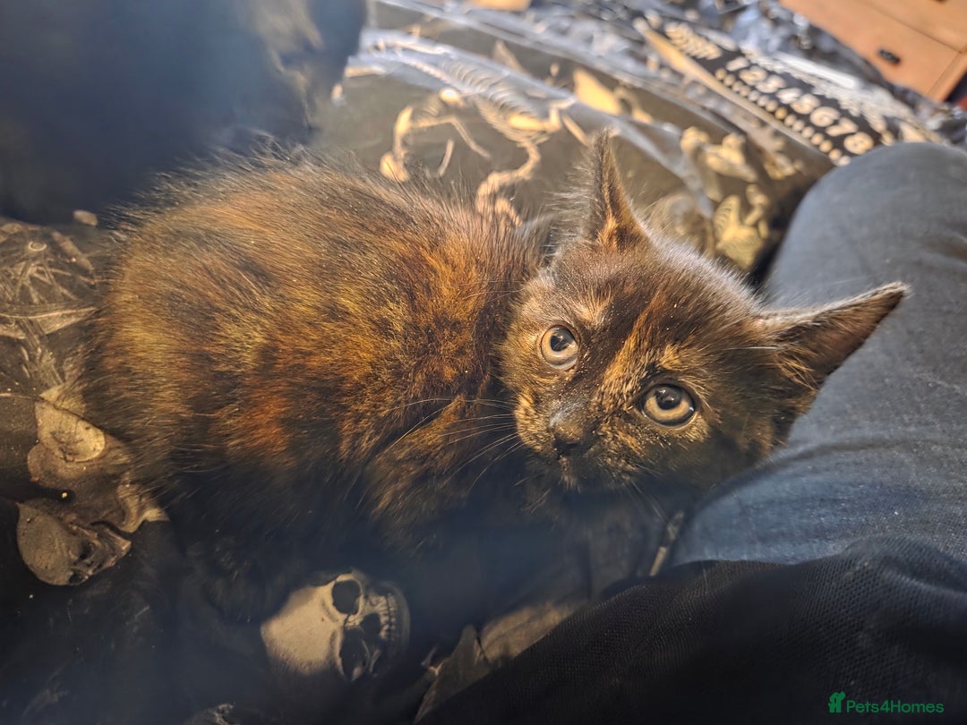 Mixed Breed cats for sale: Adorable Kittens Looking for Their Forever Homes - Image 2