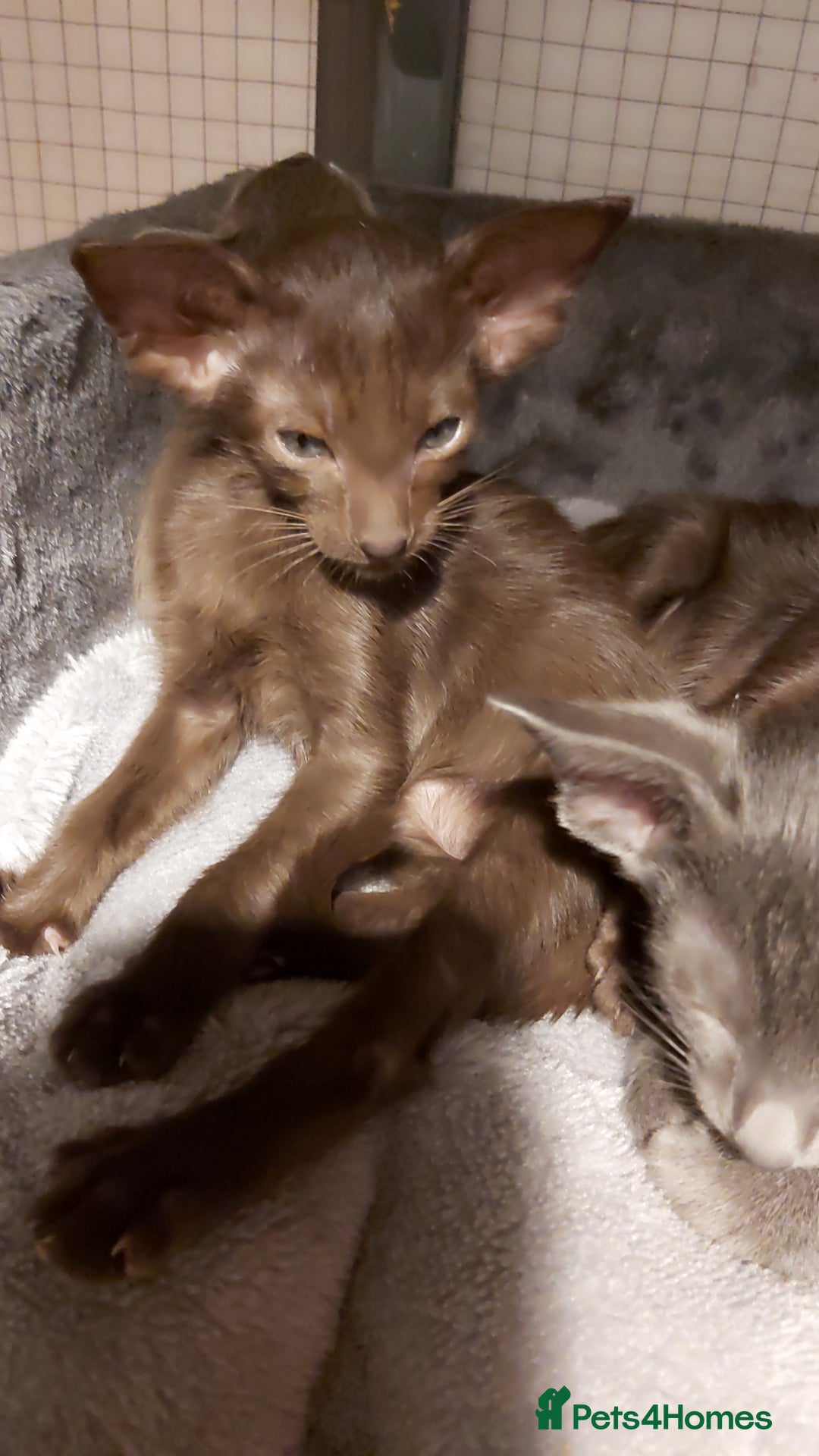 Oriental cats for sale: Full Pedigree Oriental 1 Kitten XL size ears GCCF - Advert 37