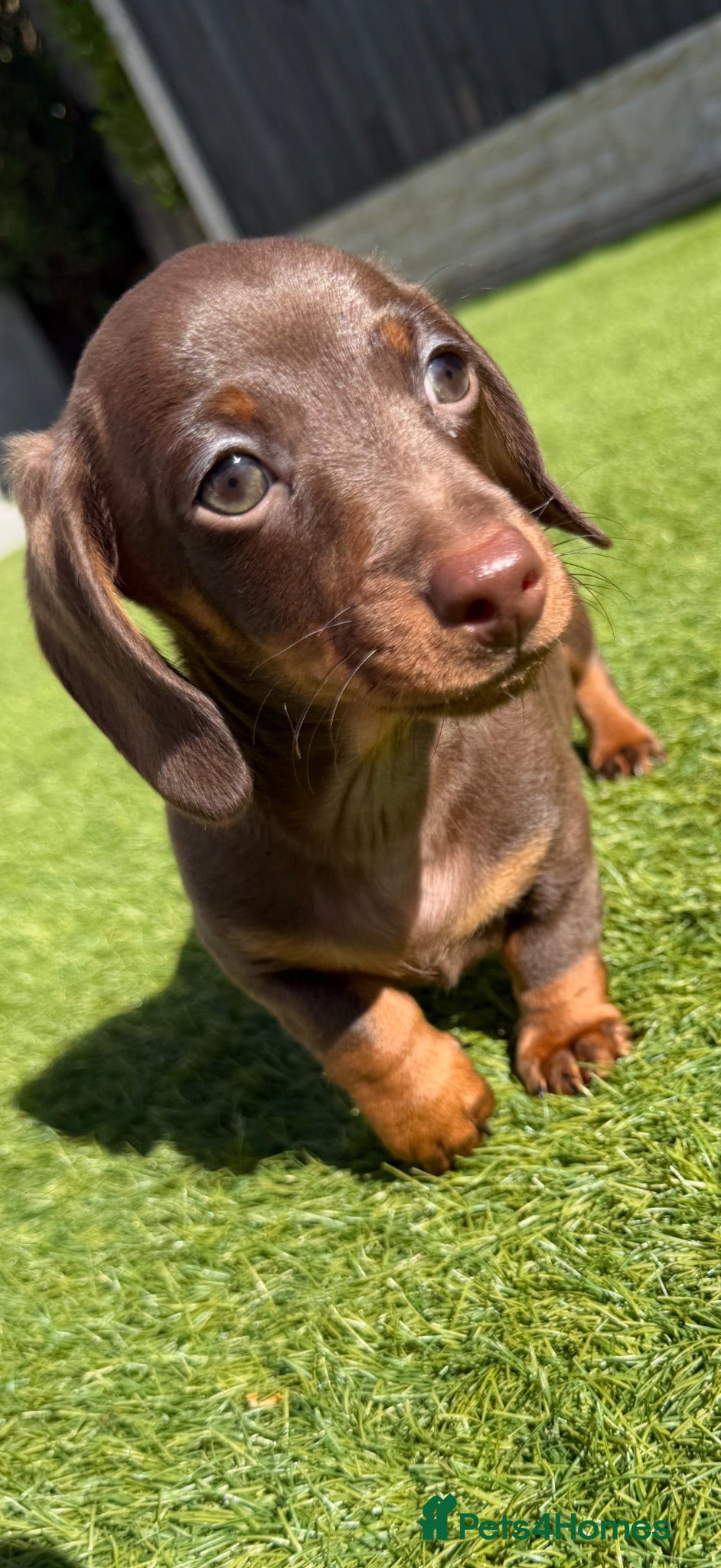 Dachshund dogs Miniature Dachshund Puppies  - Advert 1
