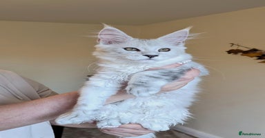 Maine Coon cats - Advert 9