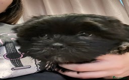 Shorkie dogs for sale: Shorkie puppy’s ready to leave  - Image 4