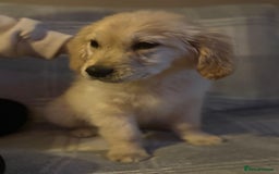 Labrador Retriever dogs for sale: Adorable 8-week-old Golden Retriever puppies  - Image 7