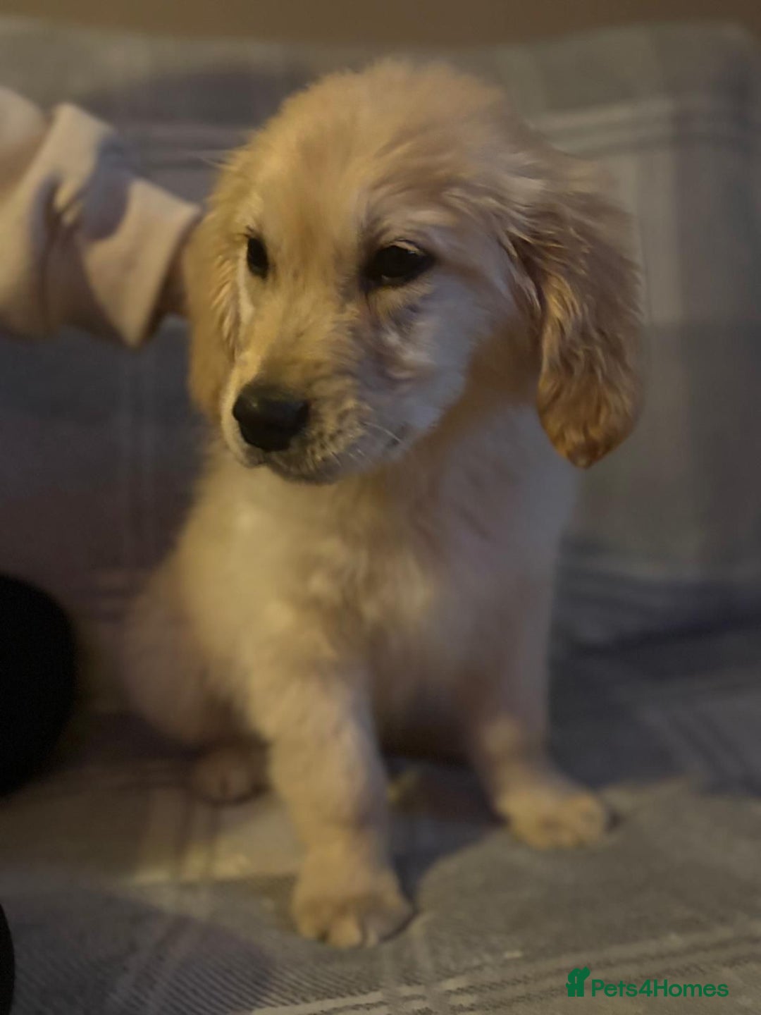 Labrador Retriever dogs for sale: Adorable 8-week-old Golden Retriever puppies  - Image 7