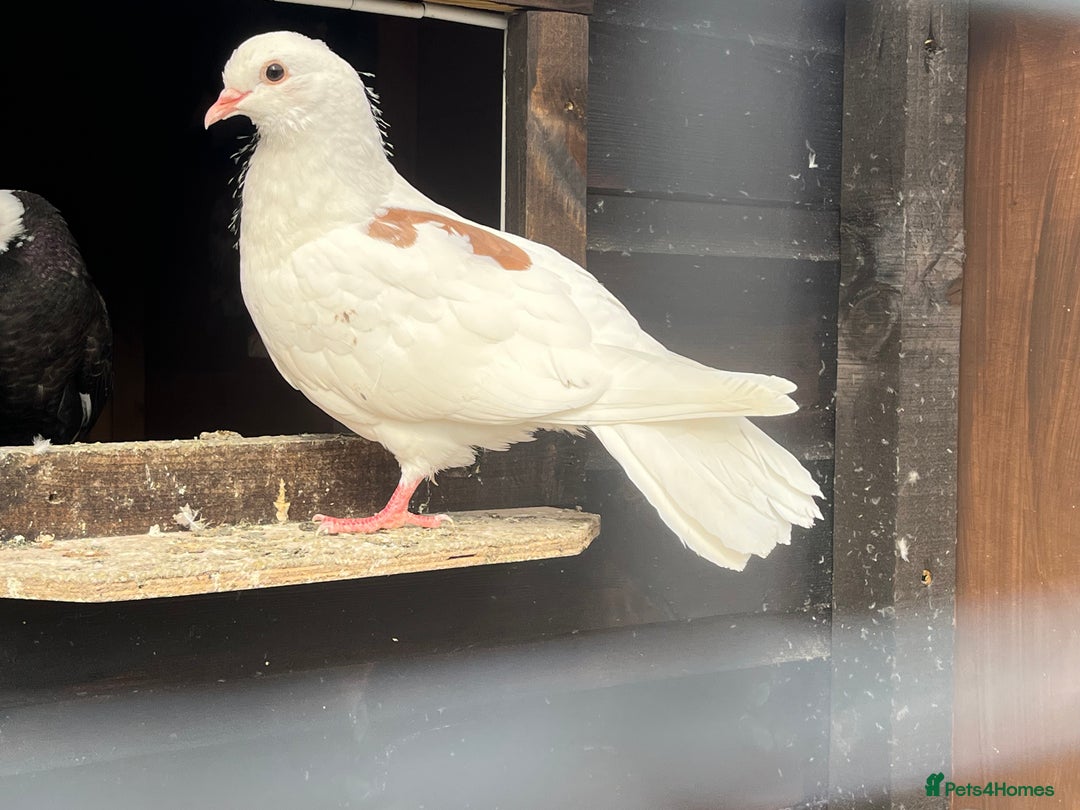 Pigeons birds for sale: Fantail Doves - Image 3