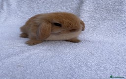 Mini Lop rabbits for sale: MINILOP BABIES READY TO RESERVE  - Image 2
