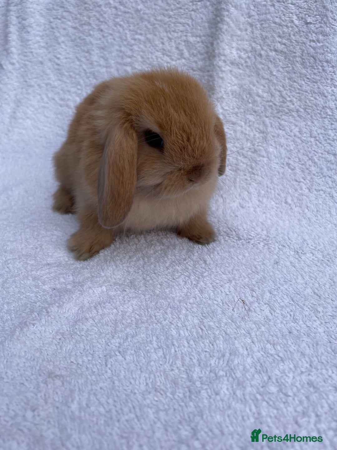 Mini Lop rabbits for sale: MINILOP BABIES READY TO RESERVE  - Image 2