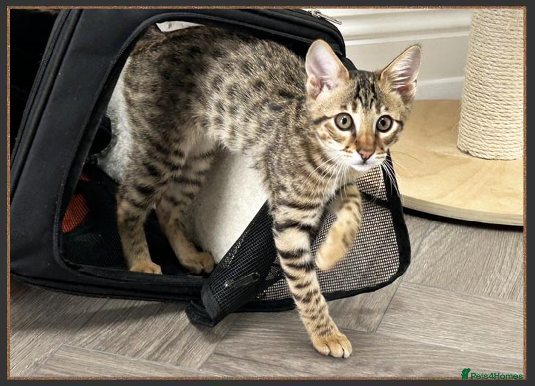 Savannah cats for sale: Ready to go F5 SBT Savannah kittens in Bingley - Image 17